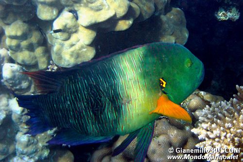 Tordo dalla coda sfrangiata (Cheilinus lunulatus)