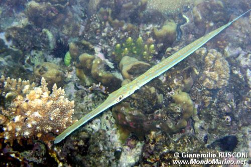 Pesce flauto (Fistularia commersonii)