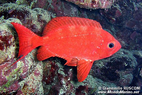 Pesce occhio grosso (Priacanthus hamrur)