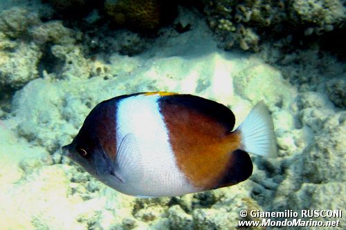 Pesce farfalla piramide nero (Hemitaurichthys zoster)