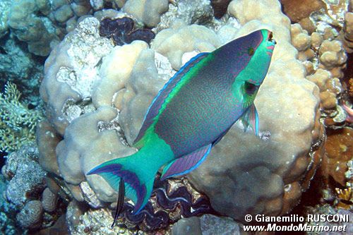Pappagallo dalle briglie (Scarus frenatus)