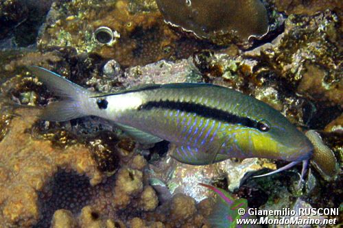 Triglia di Forsskal (Parupeneus forsskali)