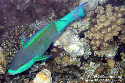 Pappagallo dalle briglie (Scarus frenatus)