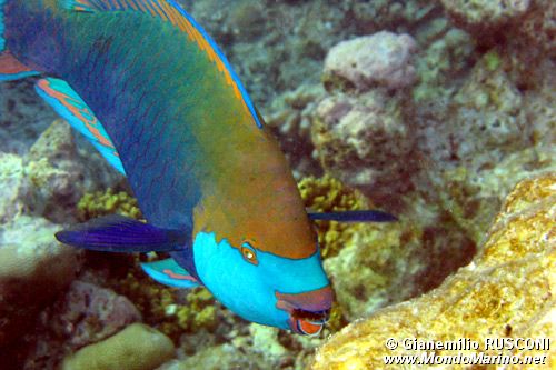 Pappagallo di Singapore (Scarus prasiognathos)