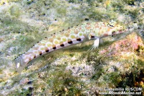 Perchia millepuntata (Parapercis millipunctata)