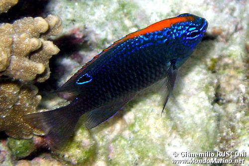Damigella indiana (Pomacentrus indicus)