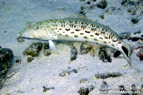 Parapercide ocellato (Parapercis hexophthalma)
