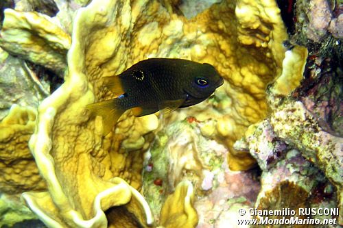 Damigella unimaculata (Chrysiptera unimaculata)