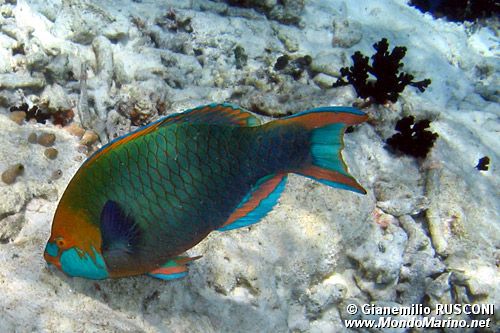 Pappagallo di Singapore (Scarus prasiognathos)