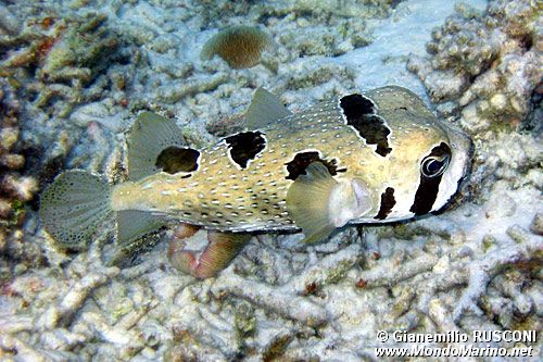 Pesce istrice (Diodon liturosus)