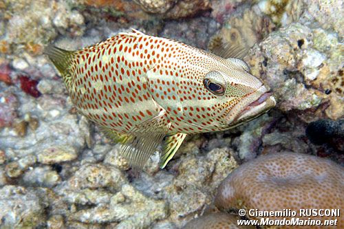 Cernia tropicale (Anyperodon leucogrammicus)