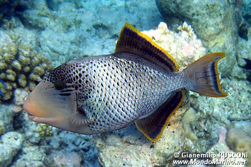 Balestra pinna gialla (Pseudobalistes flavimarginatus)