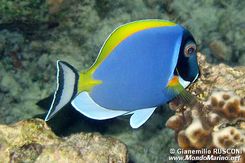 Pesce chirurgo (Acanthurus leucosternon)