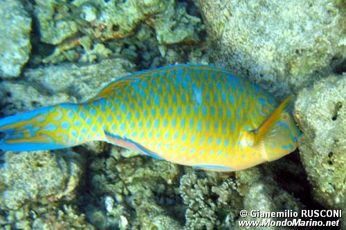Pesce pappagallo a macche blu (Scarus ghobban)