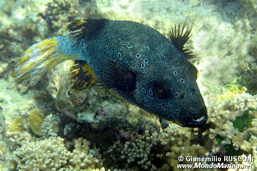 Pesce palla macchiato (Arothron nigropunctatus)