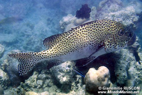 Gaterino arlecchino (Plectorhinchus chaetodonoides)