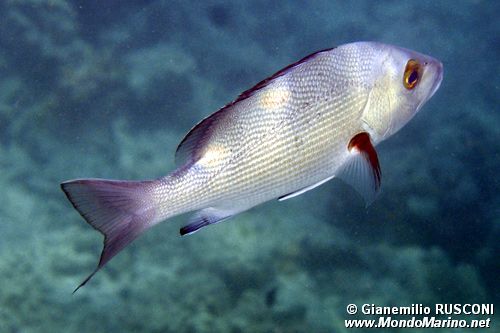 Azzannatore (Lutjanus bohar)