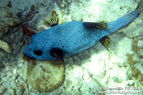 Pesce palla macchiato (Arothron nigropunctatus)