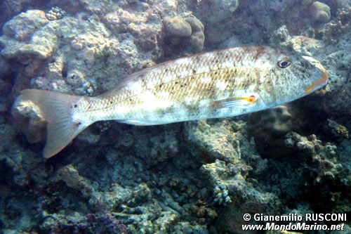 Imperatore labbro giallo (Lethrinus xanthochilus)