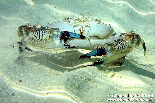 Granchio nuotatore a bande blu (Portunus sp. n.d.)