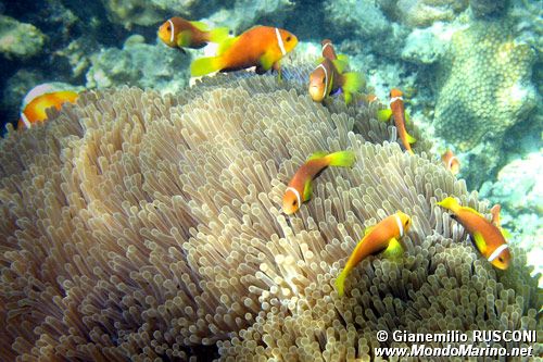 Pesce pagliaccio (Amphiprion nigripes)