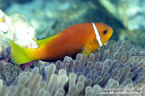 Pesce pagliaccio (Amphiprion nigripes)