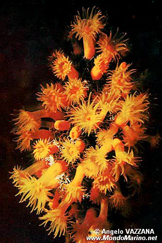 Madrepora arancione (Astroides calycularis)