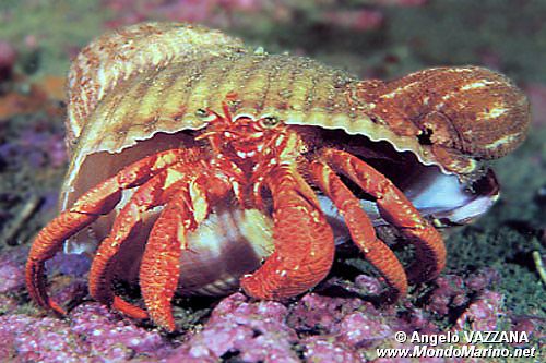 Paguro (Dardanus arrossor)