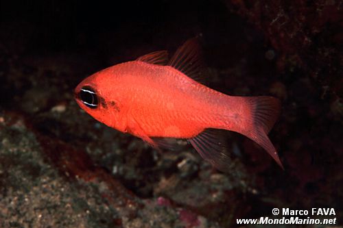 Re di triglie (Apogon imberbis)