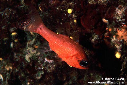 Re di triglie (Apogon imberbis)