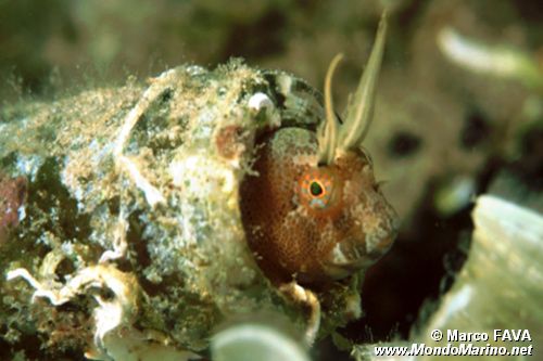 Bavosa cornuta (Parablennius tentacularis)