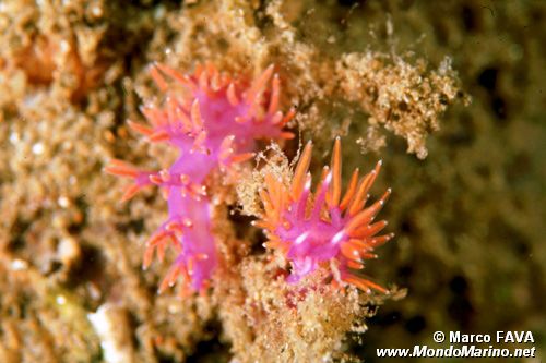 Flabellina rossa (Flabellina ischitana)