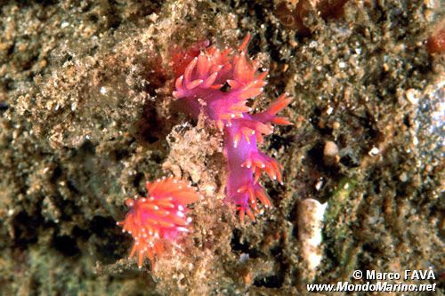 Flabellina rossa (Flabellina ischitana)