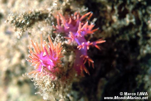 Flabellina rossa (Flabellina ischitana)