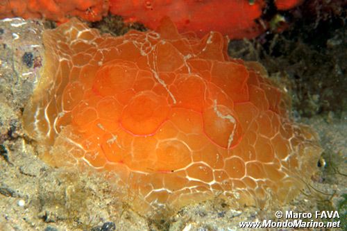Lumacone tartaruga (Pleurobranchus testudinarius)