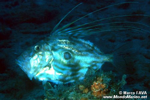Pesce san pietro (Zeus faber)