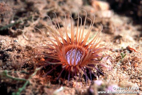 Cerianto (Cerianthus membranaceus)