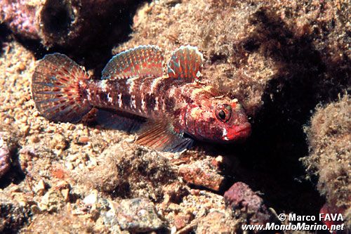 Ghiozzo boccarossa (Gobius cruentatus)