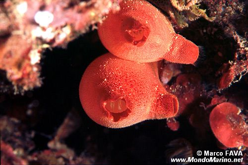 Patata di mare (Halocynthia papillosa)