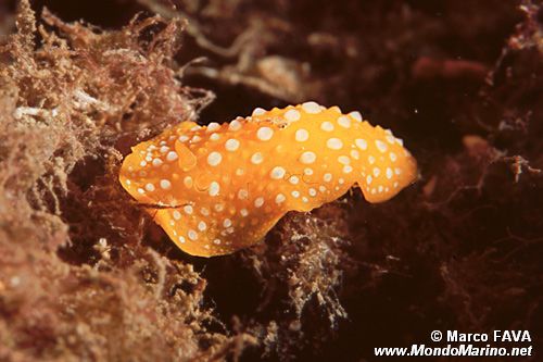 Fillidia mediterranea (Phyllidia flava)