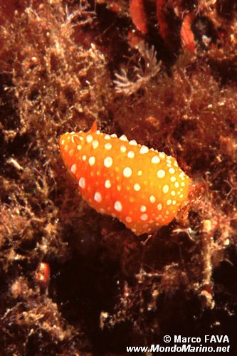 Fillidia mediterranea (Phyllidia flava)