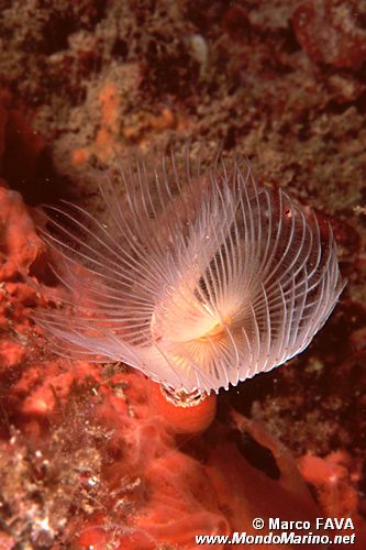 Verme dal ciuffo bianco (Protula tubularia)
