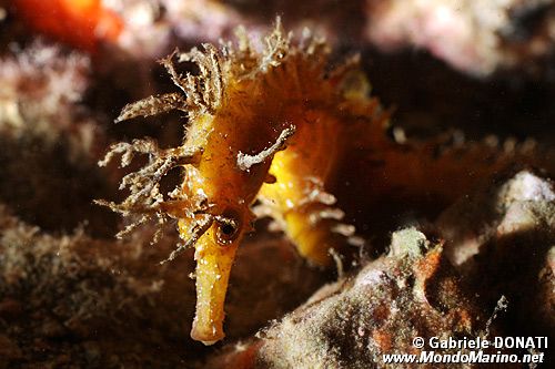 Cavalluccio marino (Hippocampus guttulatus)