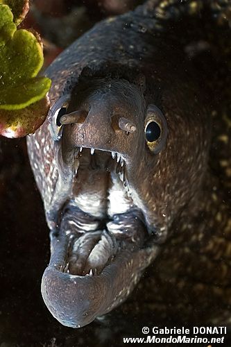 Murena (Muraena helena)