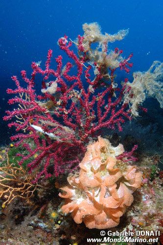 Gorgonia rossa (Paramuricea clavata)