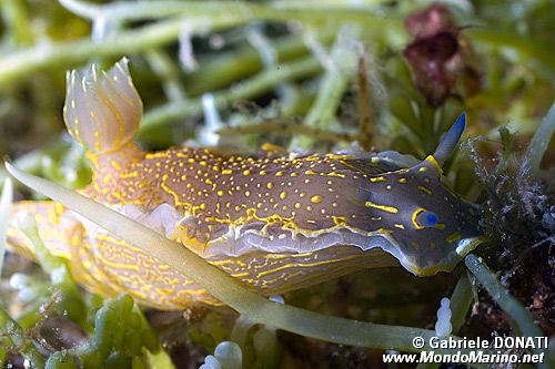 Doride dipinto (Hypselodoris picta)