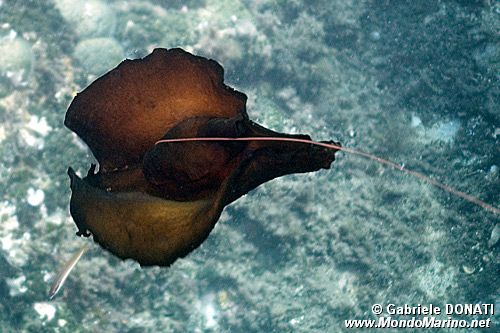 Lepre di mare (Aplysia depilans)