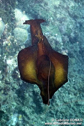 Lepre di mare (Aplysia depilans)