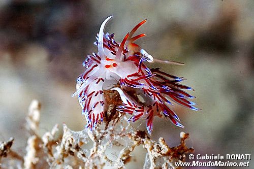 Cratena (Cratena peregrina)