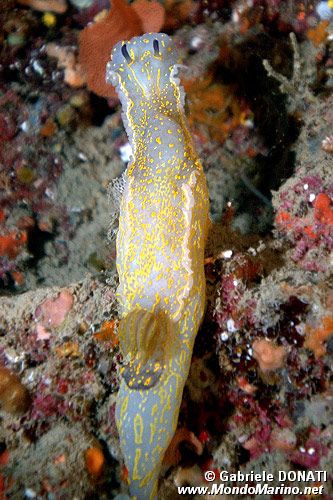 Doride dipinto (Hypselodoris picta)